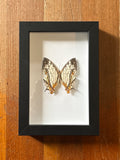 Dead Petal Studio – Common Map Framed Specimen