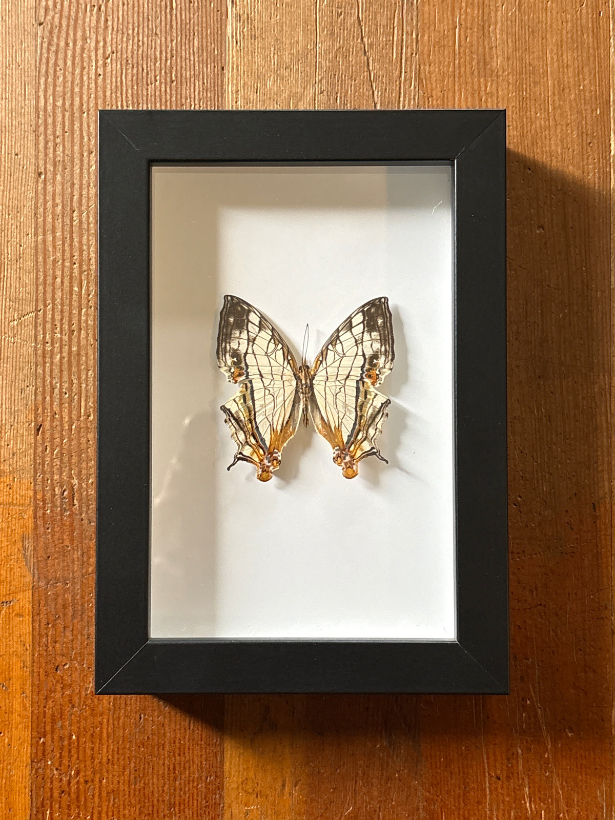 Dead Petal Studio – Common Map Framed Specimen