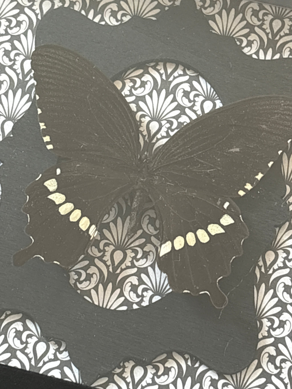 Dead Petal Studio ~ Papilio Polytes (Common Mormon) — Framed Butterfly