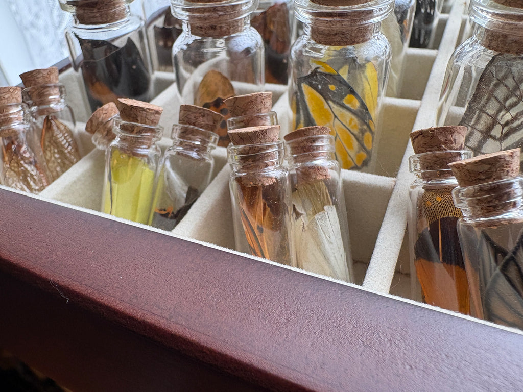 Dead Petal Studio – Butterfly Wing Specimen Jar