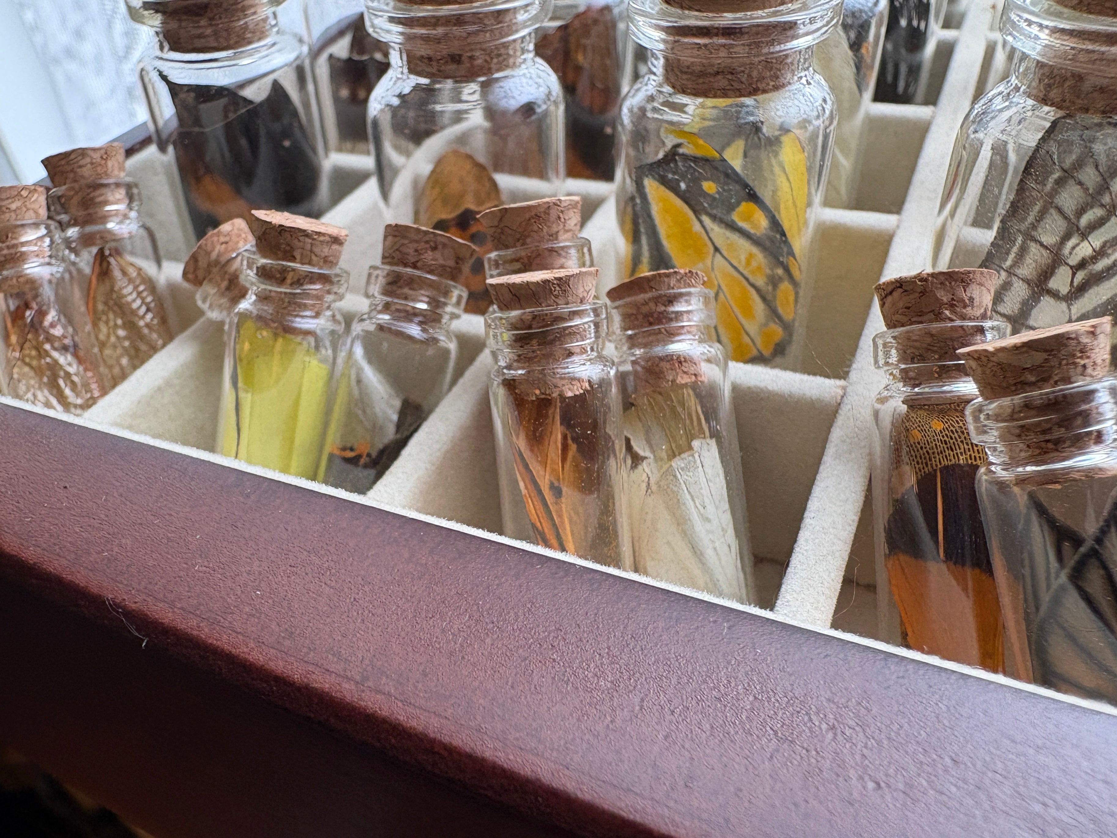 Dead Petal Studio – Butterfly Wing Specimen Jar