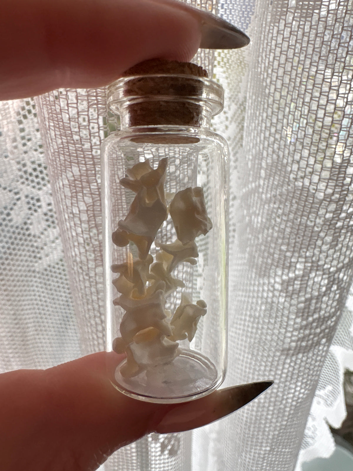 Dead Petal Studio – Snake Bone Specimen Jar