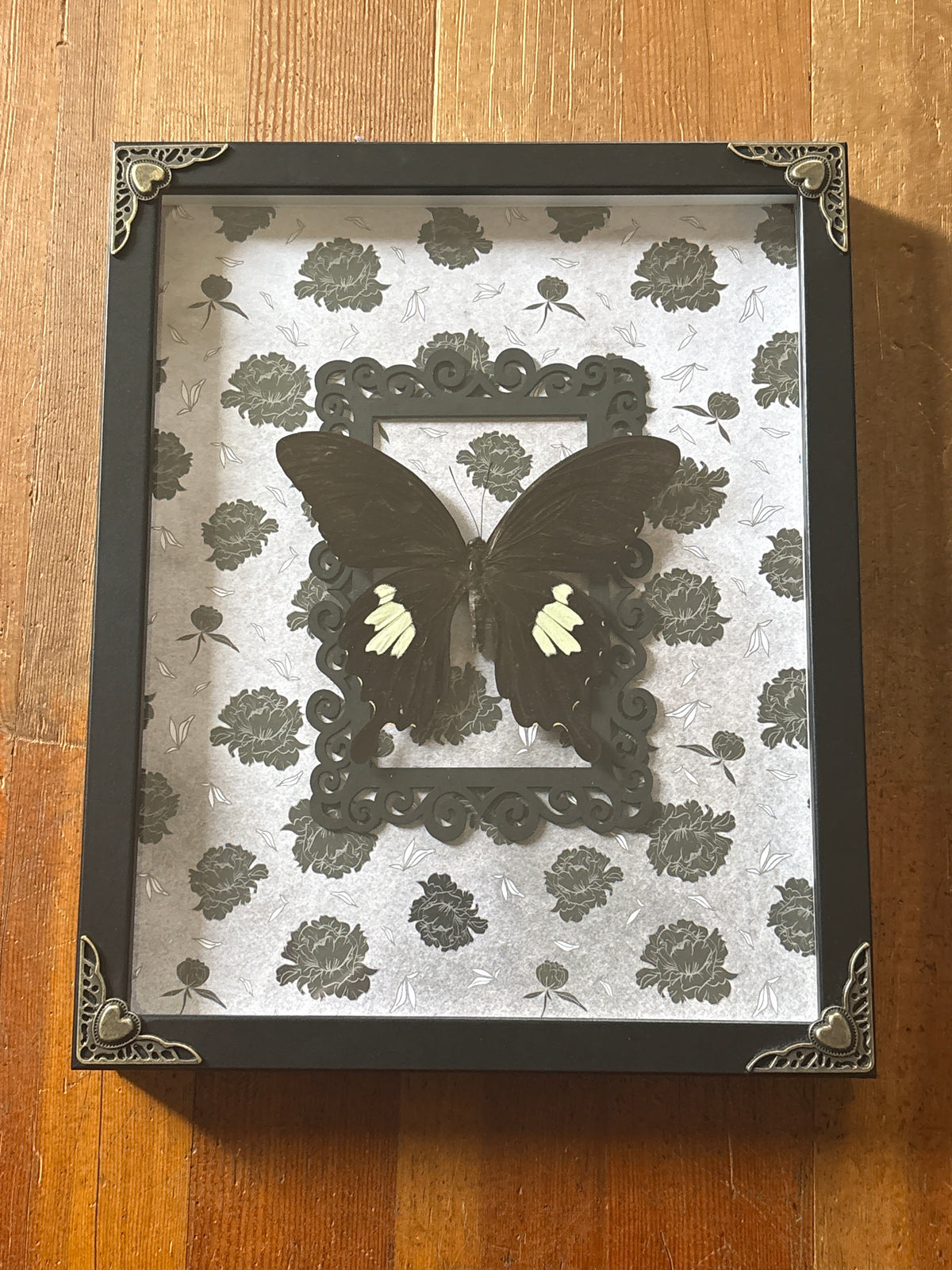 Dead Petal Studio – Yellow Helen Swallowtail Framed Specimen