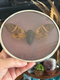 Dead Petal Studio ~ Angamiana Floridula (Tropical Cicada) Framed Specimen