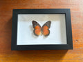 Dead Petal Studio – Red Lacewing Framed Specimen
