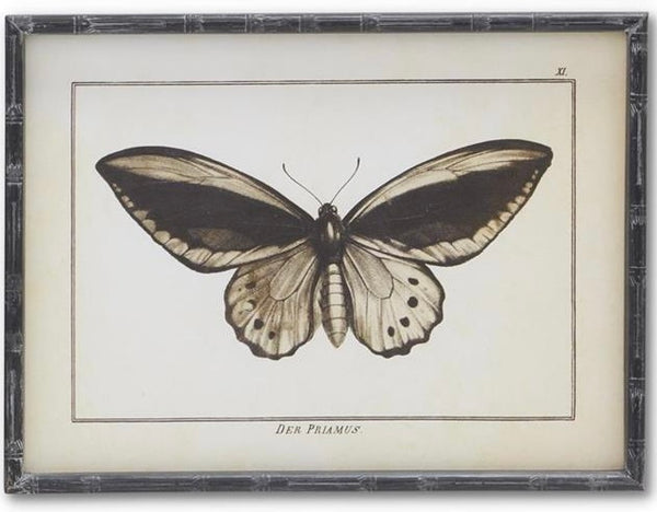 Moth Prints w/ Black Wood Frames