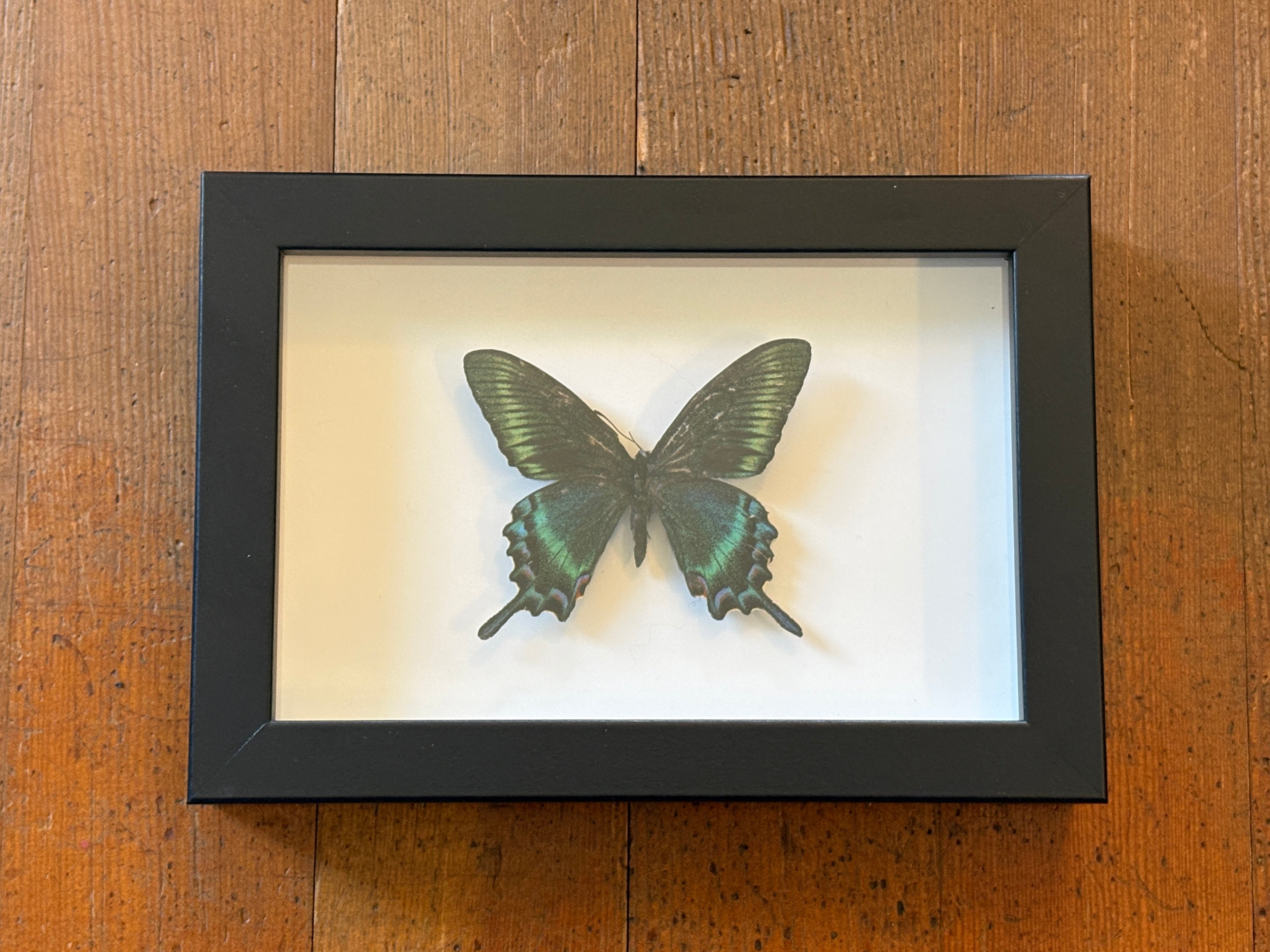 Dead Petal Studio ~ Alpine Black Swallowtail Framed Specimen