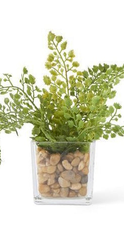 Ferns In Square Glass Vase w/Pebbles