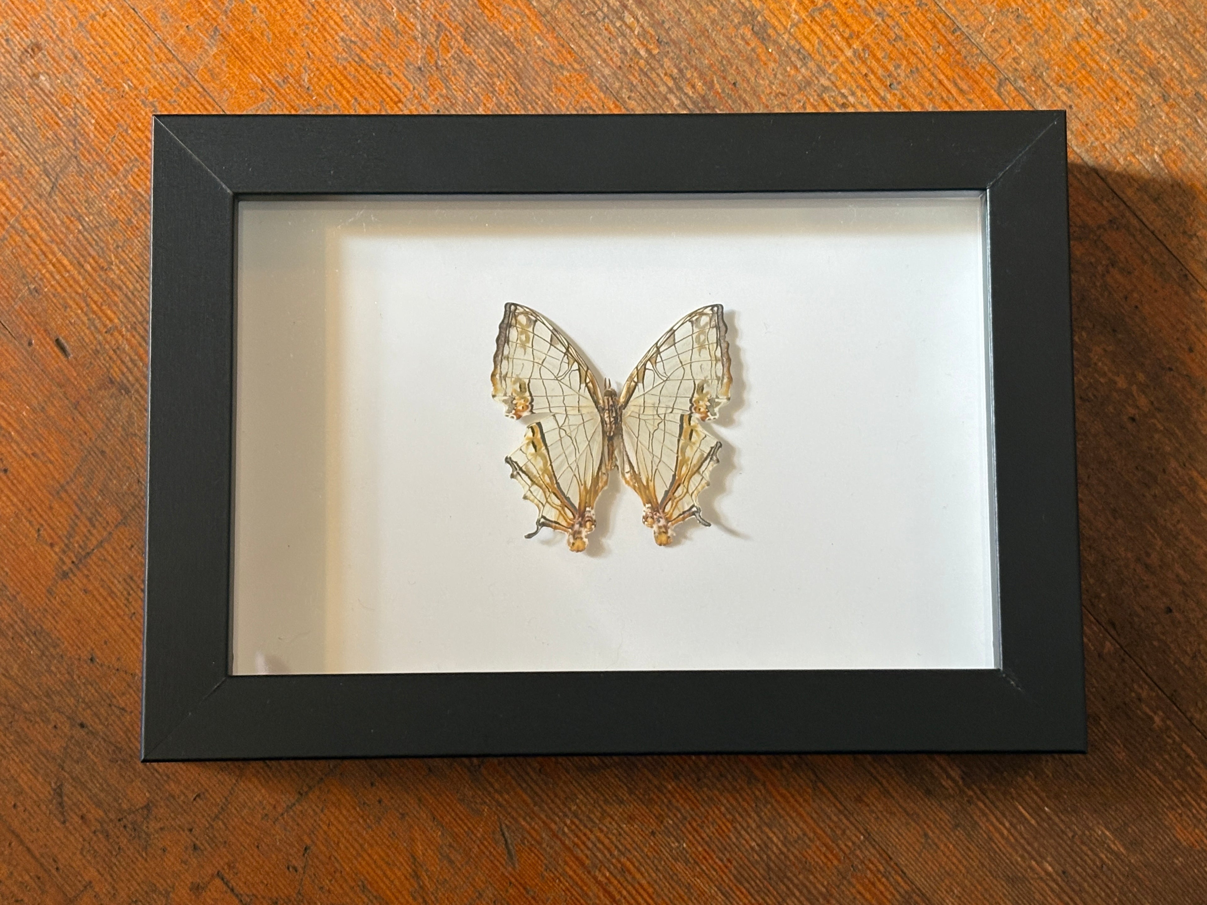 Dead Petal Studio – Common Map Framed Specimen