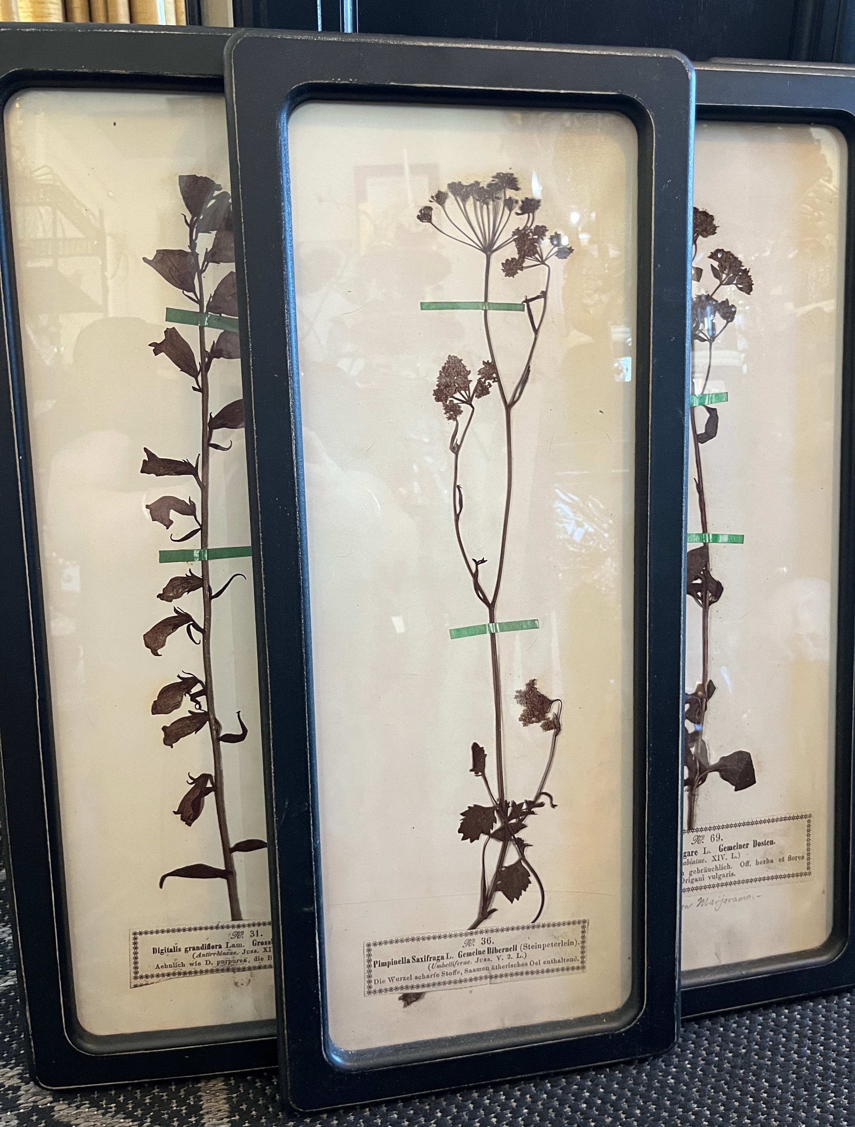 Black Framed Botanical Prints