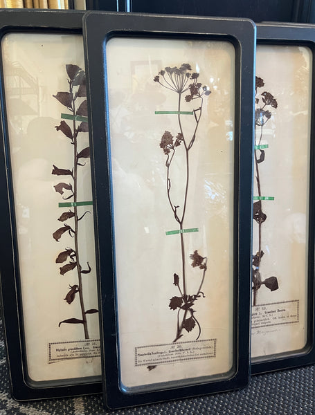 Black Framed Botanical Prints