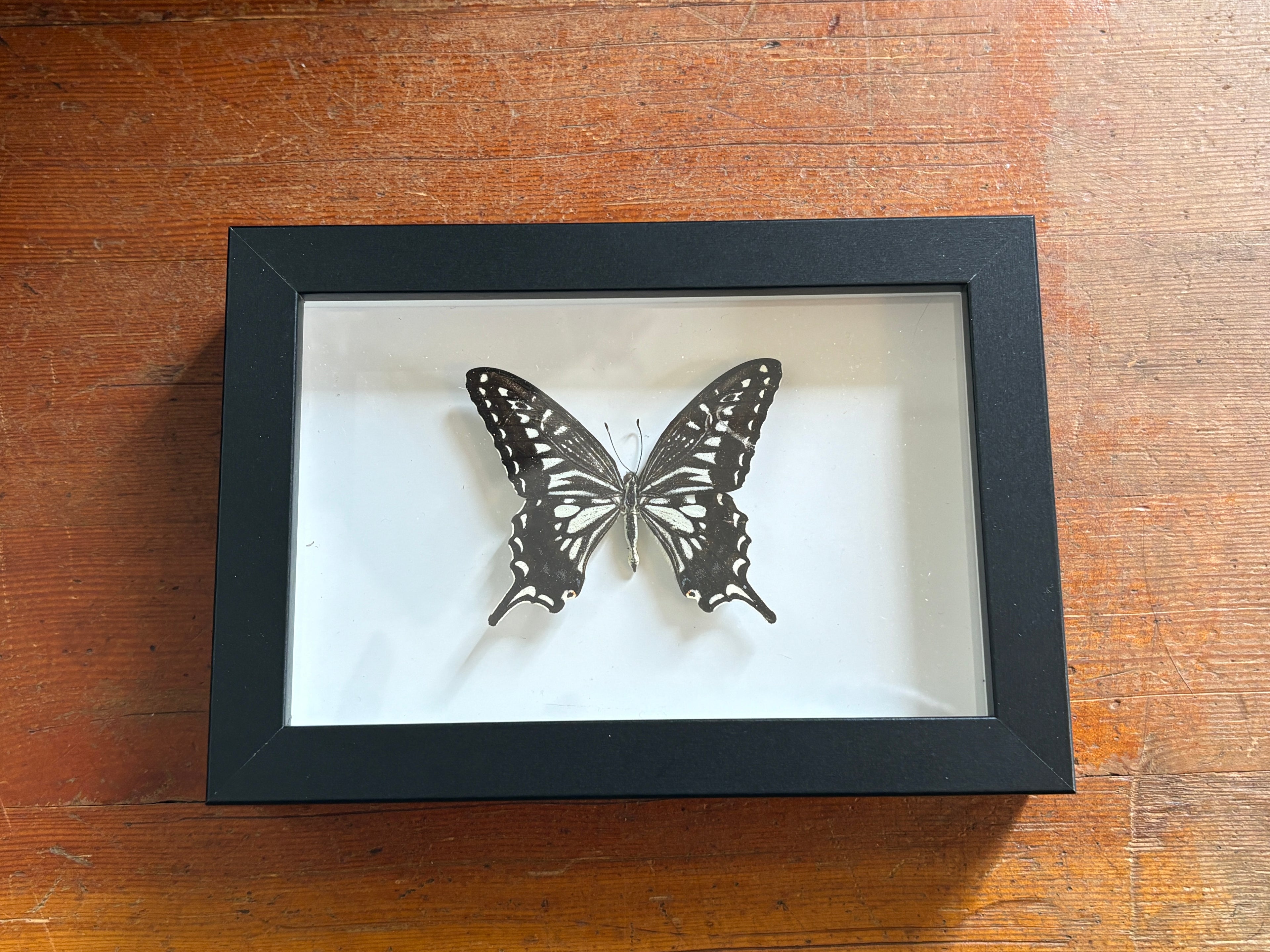 Dead Petal Studio – Papilio Xuthus Framed Specimen