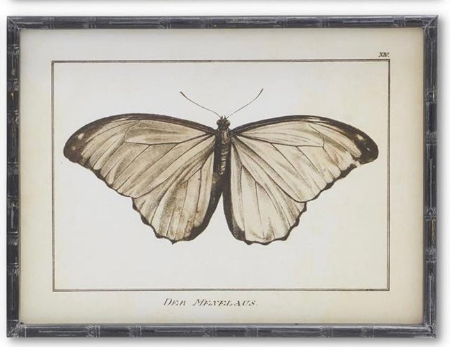 Moth Prints w/ Black Wood Frames