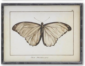 Moth Prints w/ Black Wood Frames