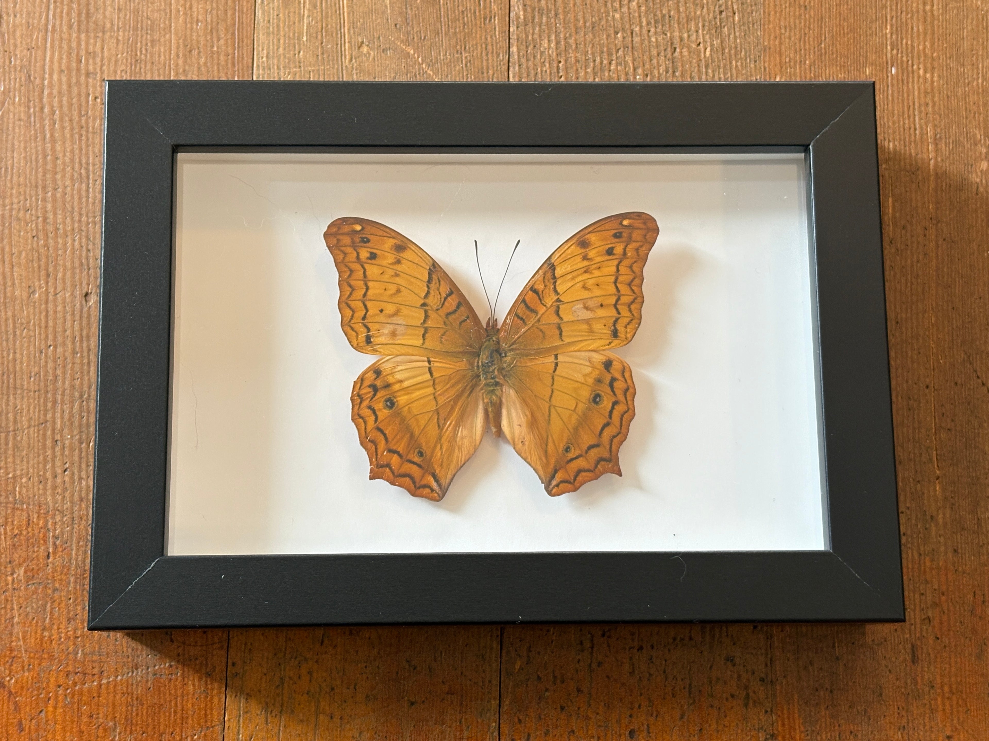 Dead Petal Studio ~ Malay Cruiser Framed Specimen