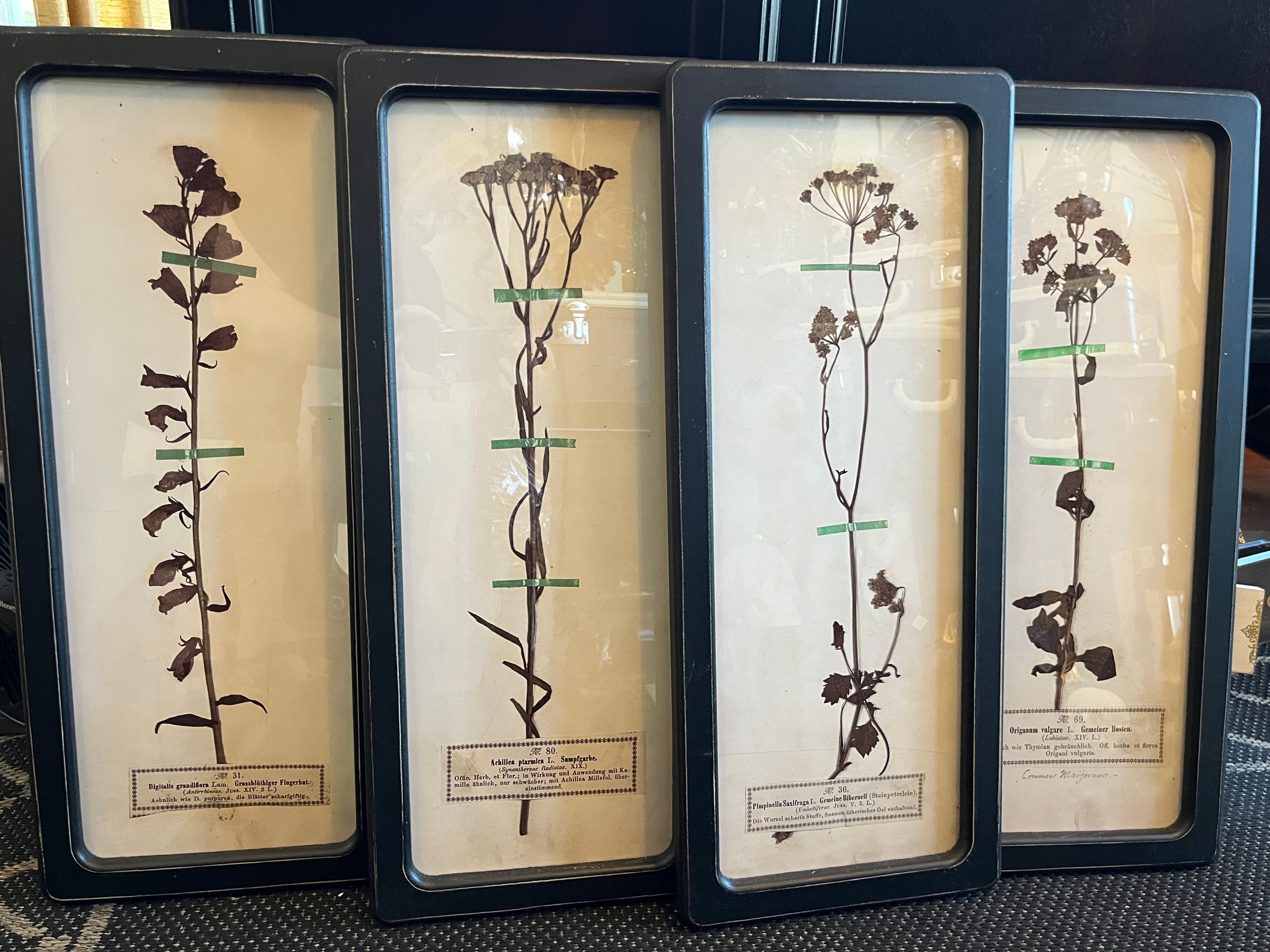 Black Framed Botanical Prints