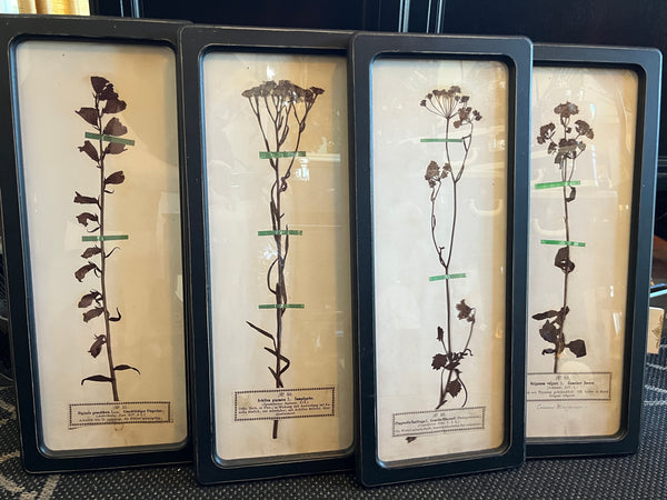 Black Framed Botanical Prints