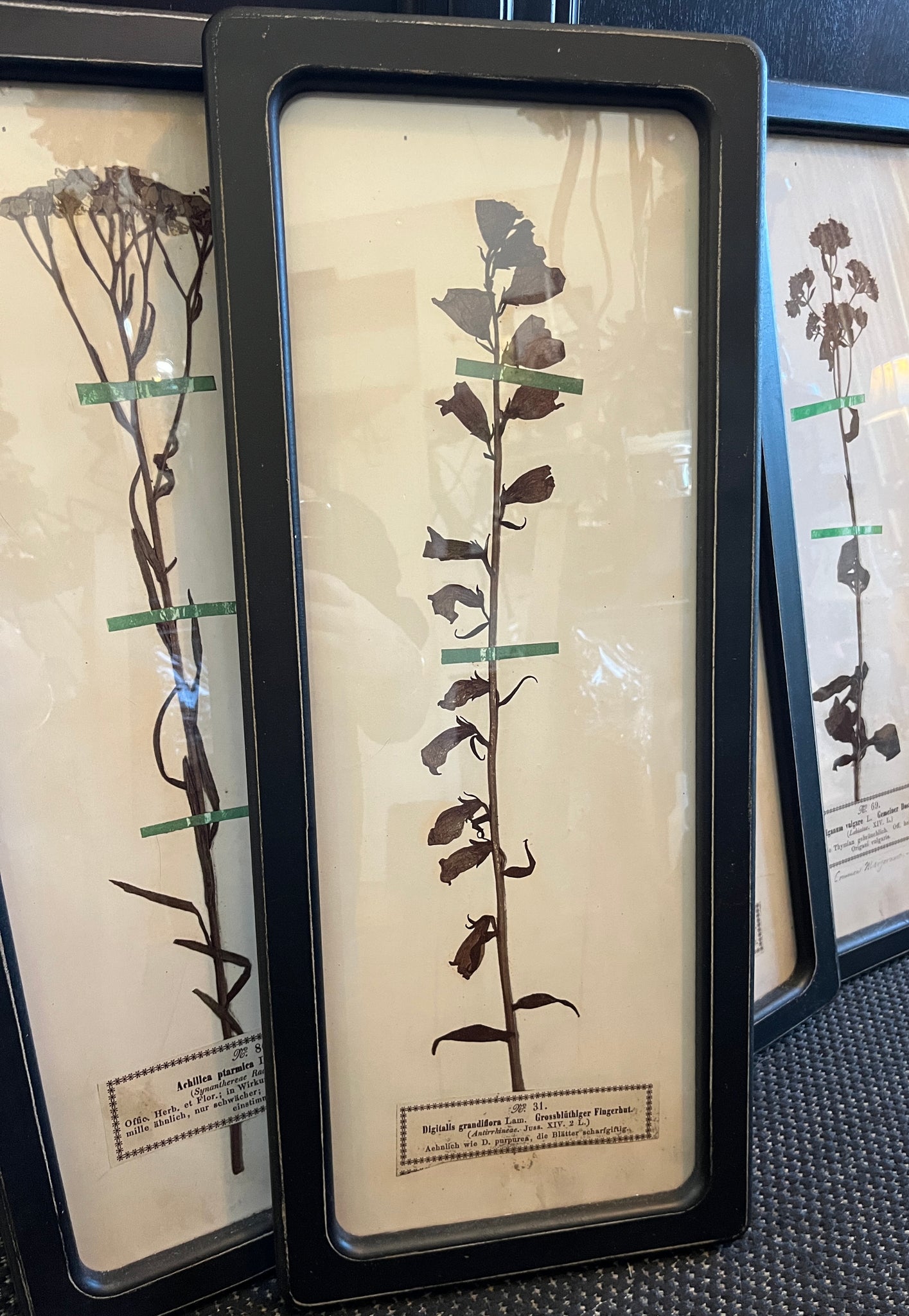 Black Framed Botanical Prints