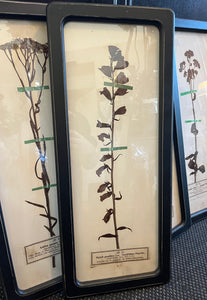 Black Framed Botanical Prints