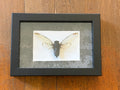 Dead Petal Studio ~ Cicada Framed Specimen