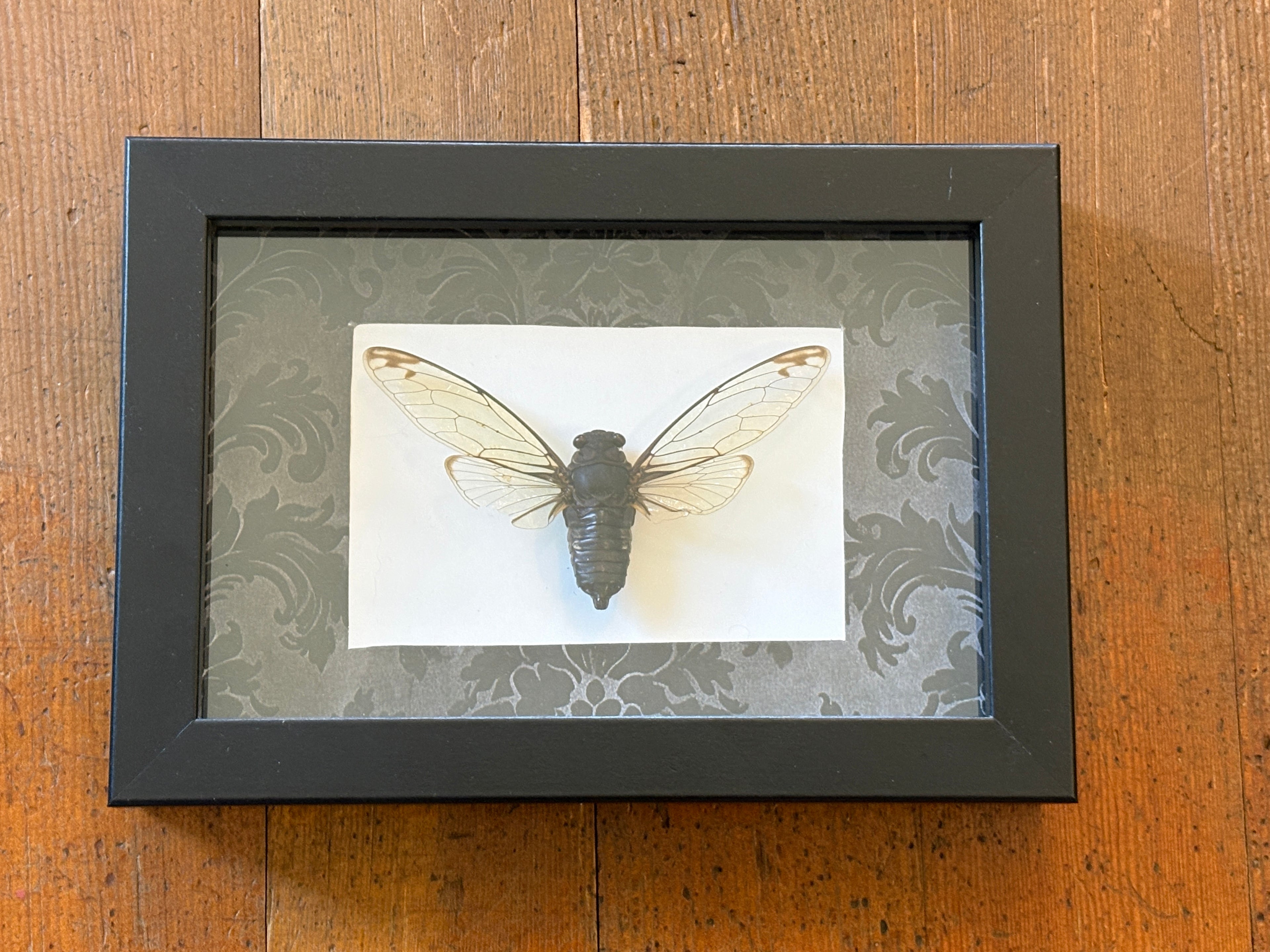 Dead Petal Studio ~ Cicada Framed Specimen