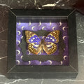 Dead Petal Studio ~ Great Purple Emperor Framed Specimen