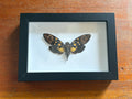 Dead Petal Studio – Spotted Black Cicada Specimen
