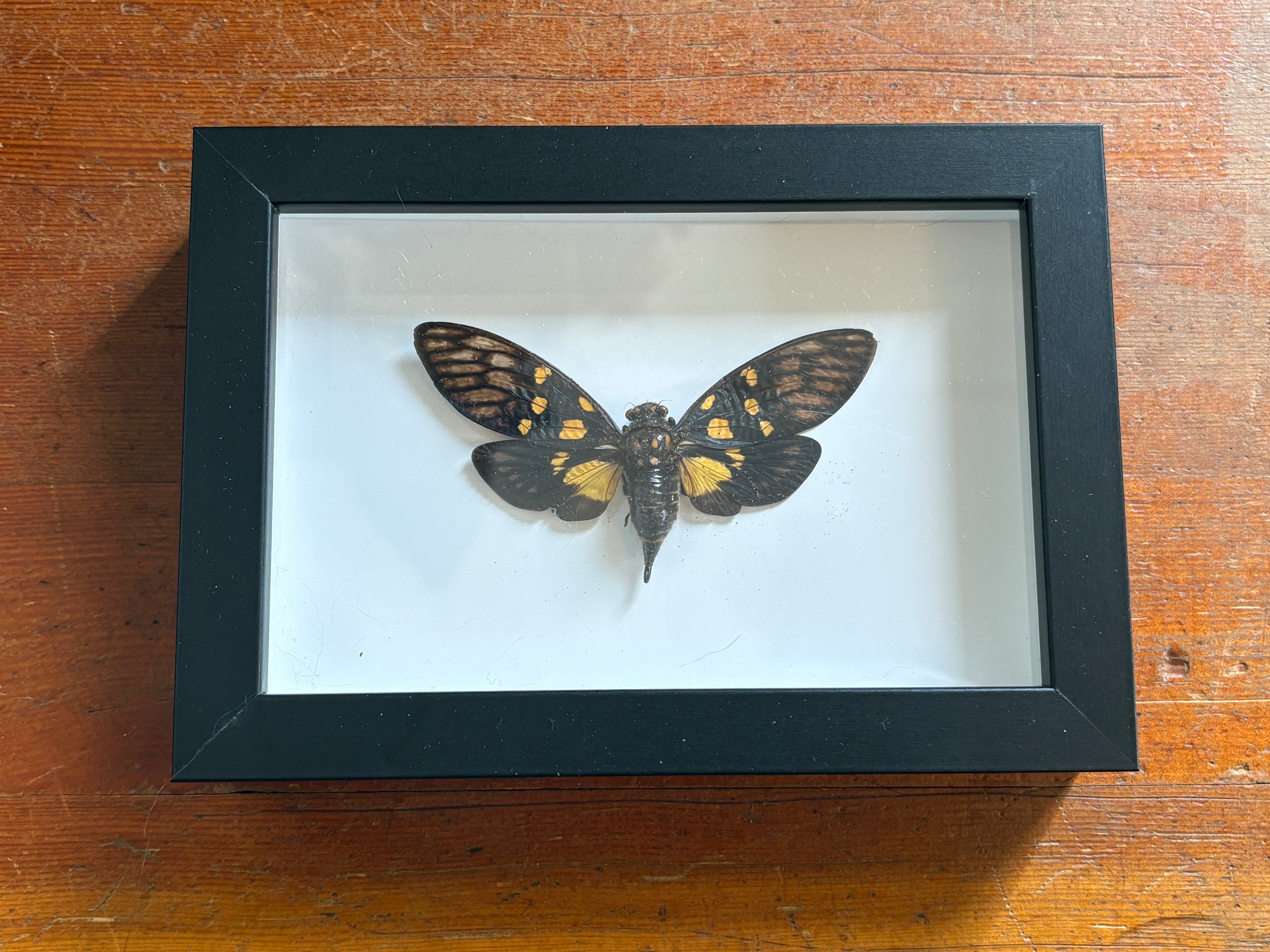 Dead Petal Studio – Spotted Black Cicada Specimen