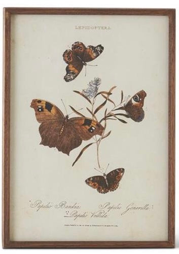 Moth Prints w/ Brown Frames