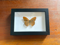 Dead Petal Studio – Silver Washed Fritillary Framed Specimen