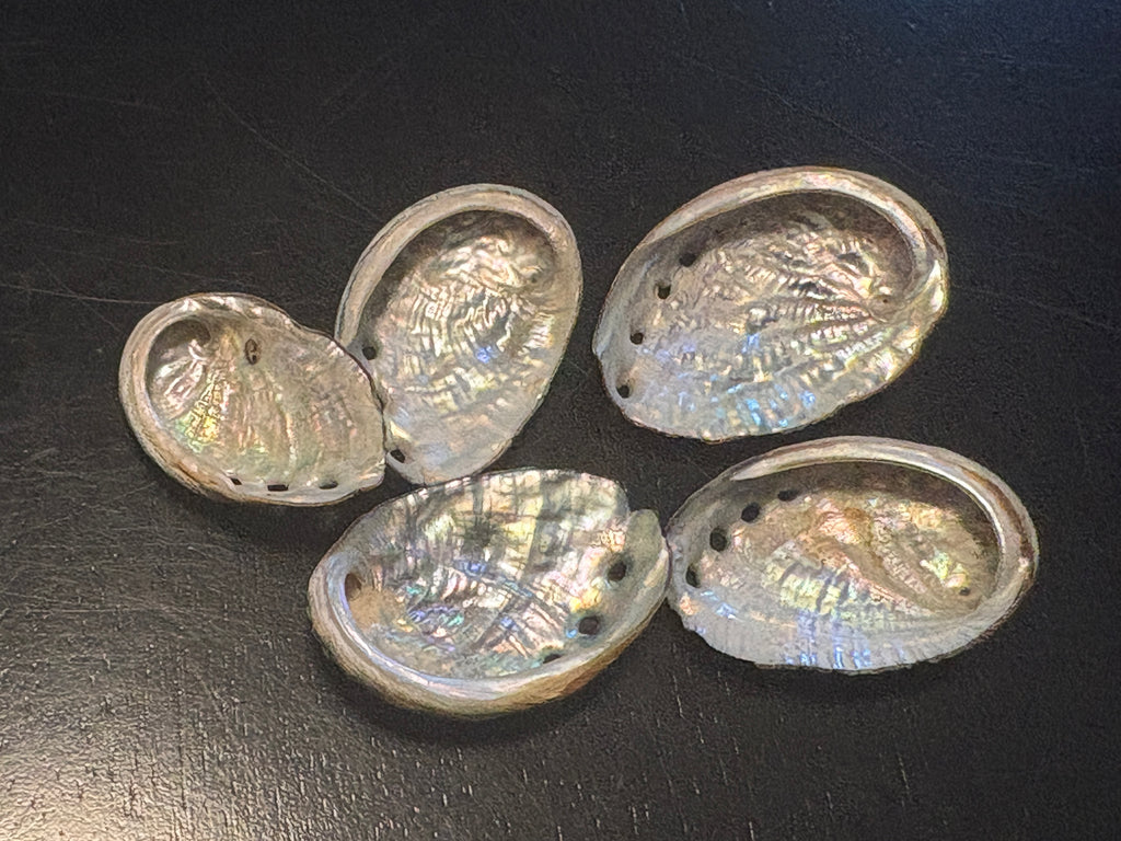 Abalone Shells
