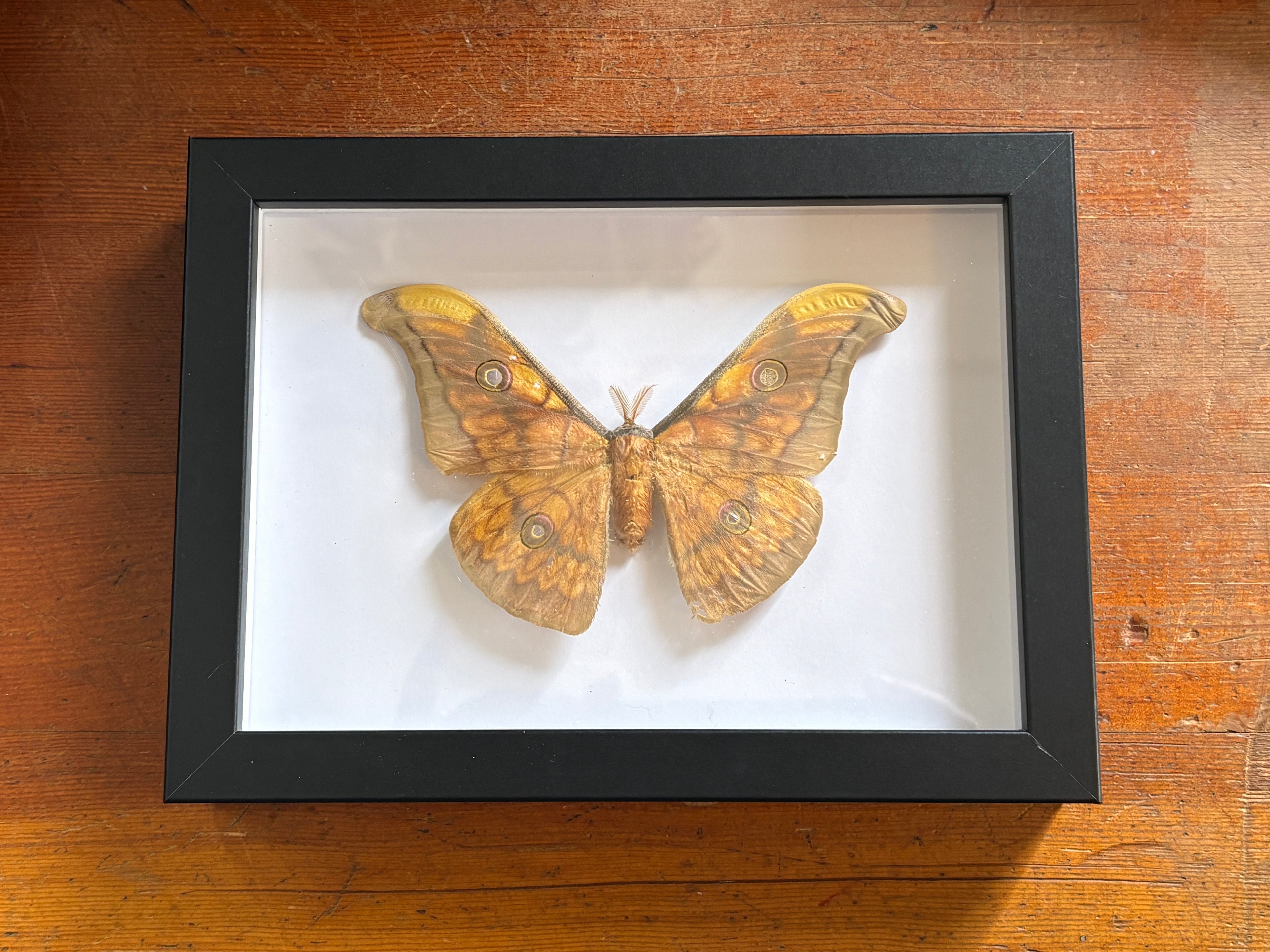 Dead Petal Studio – Antheraea Frithi Moth Framed Specimen