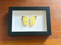 Dead Petal Studio – Lemon Emigrant Framed Specimen
