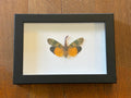 Dead Petal Studio ~ Lantern Fly Framed Specimen