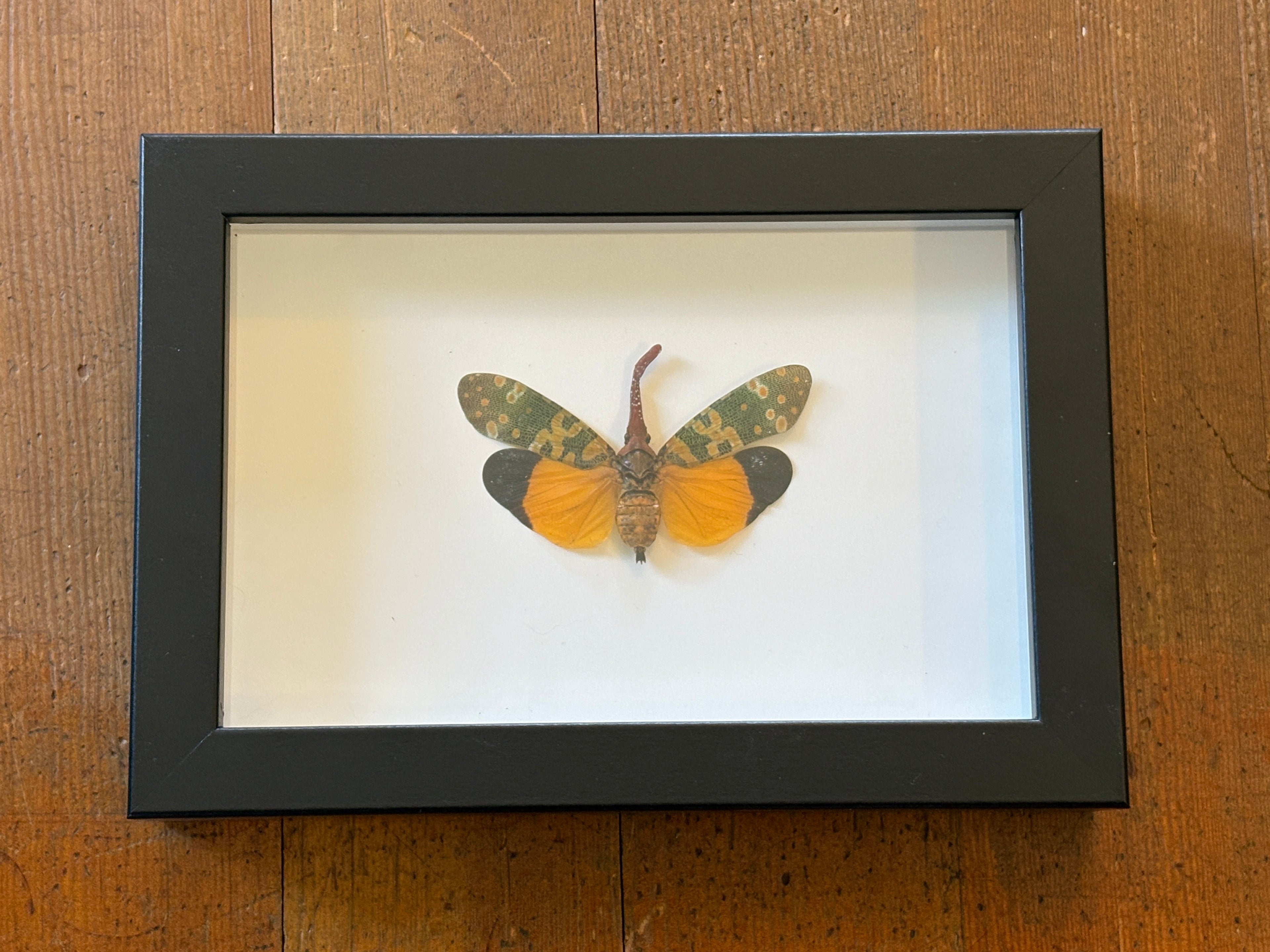 Dead Petal Studio ~ Lantern Fly Framed Specimen