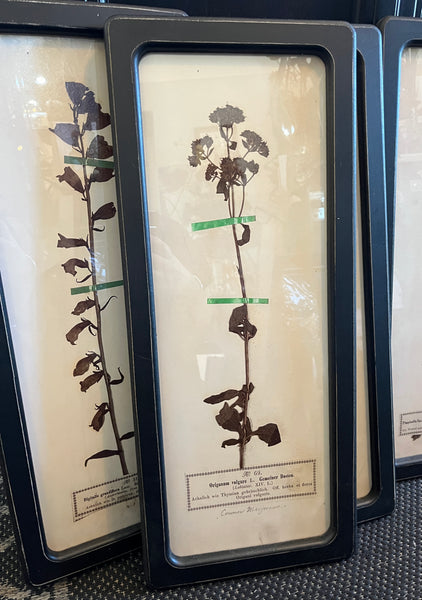 Black Framed Botanical Prints