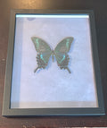 Dead Petal Studio – Alpine Black Swallowtail Framed Specimen