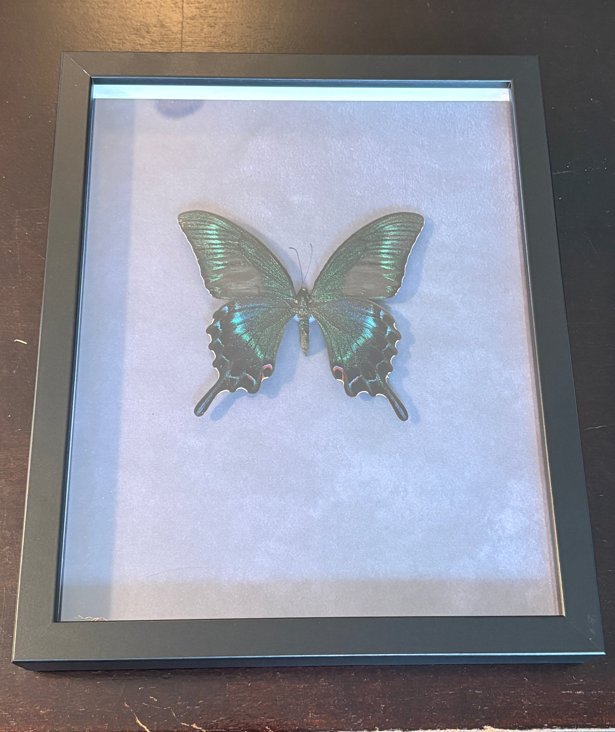 Dead Petal Studio – Alpine Black Swallowtail Framed Specimen