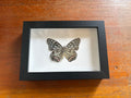 Dead Petal Studio – Redwing Milkweed Framed Specimen