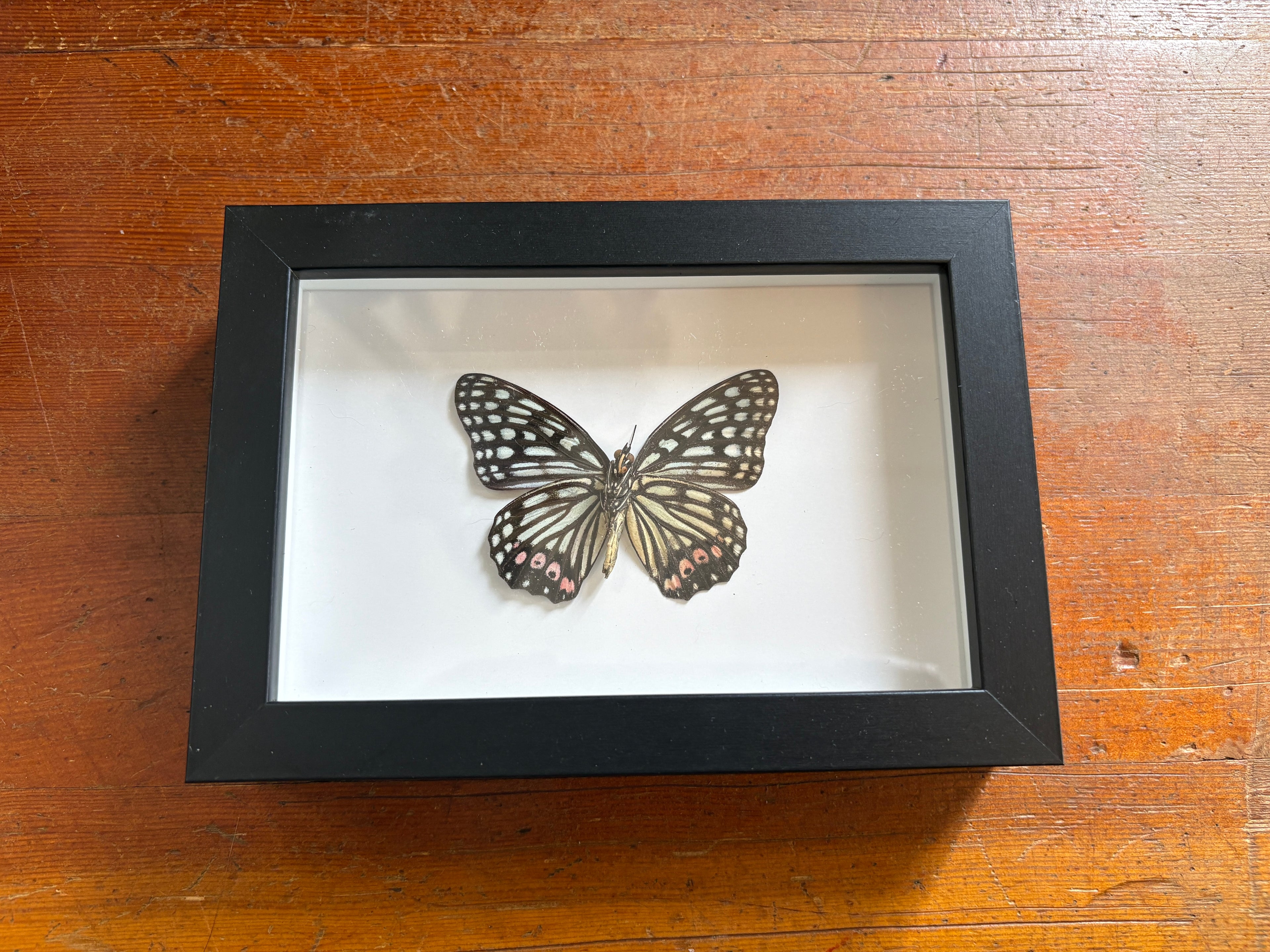 Dead Petal Studio – Redwing Milkweed Framed Specimen