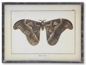 Moth Prints w/ Black Wood Frames