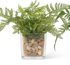 Ferns In Square Glass Vase w/Pebbles