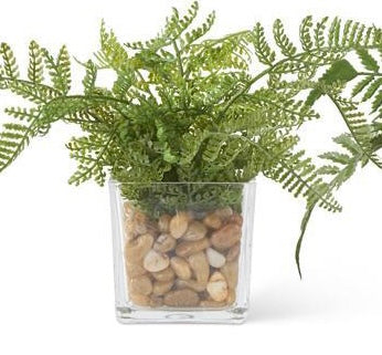Ferns In Square Glass Vase w/Pebbles