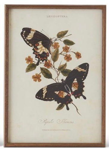 Moth Prints w/ Brown Frames
