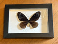 Dead Petal Studio – Striped Mime Framed Specimen