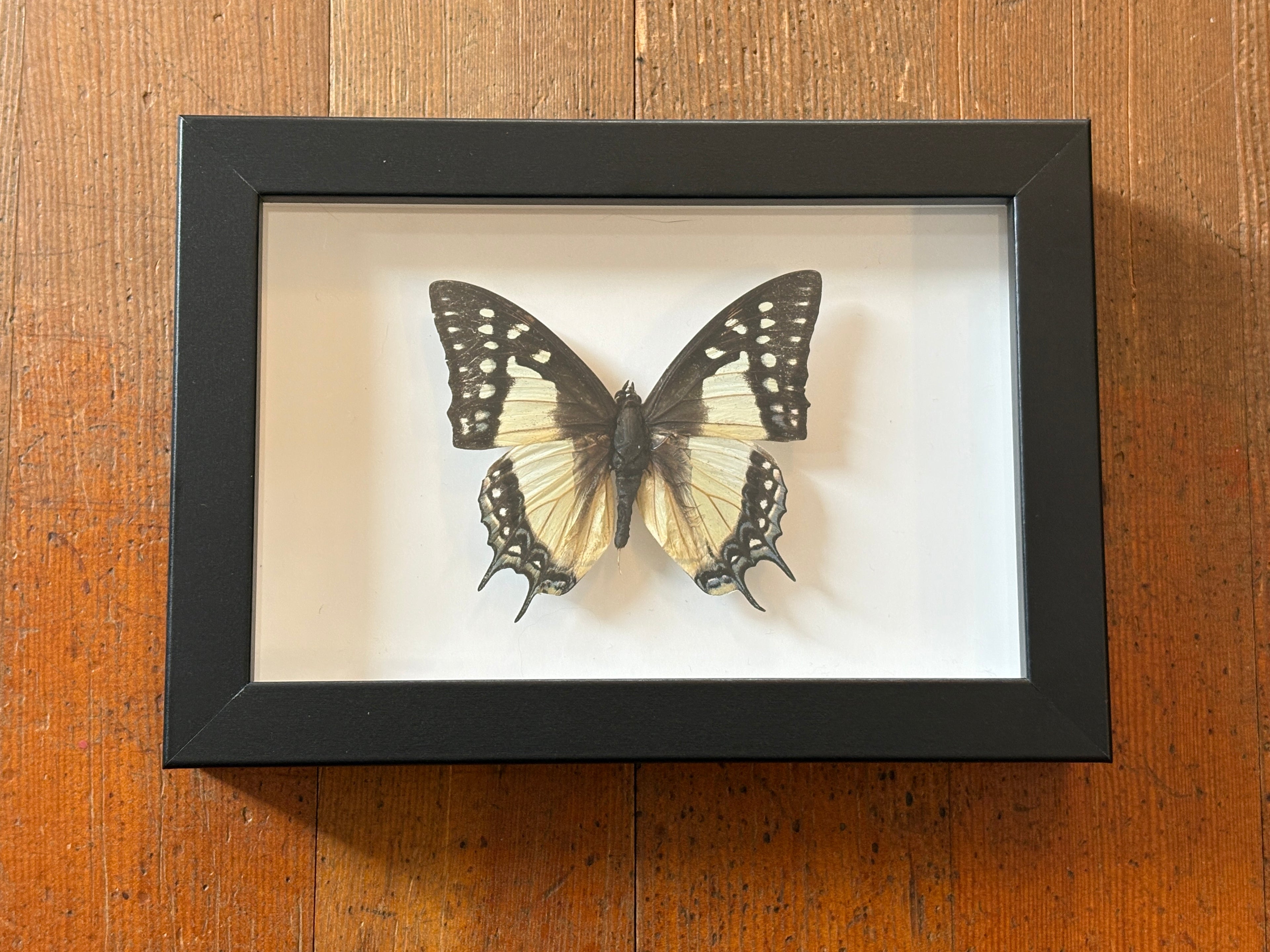 Dead Petal Studio ~ Great Nawab Framed Specimen