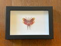 Dead Petal Studio ~ Blood Red Lanternfly Framed Specimen
