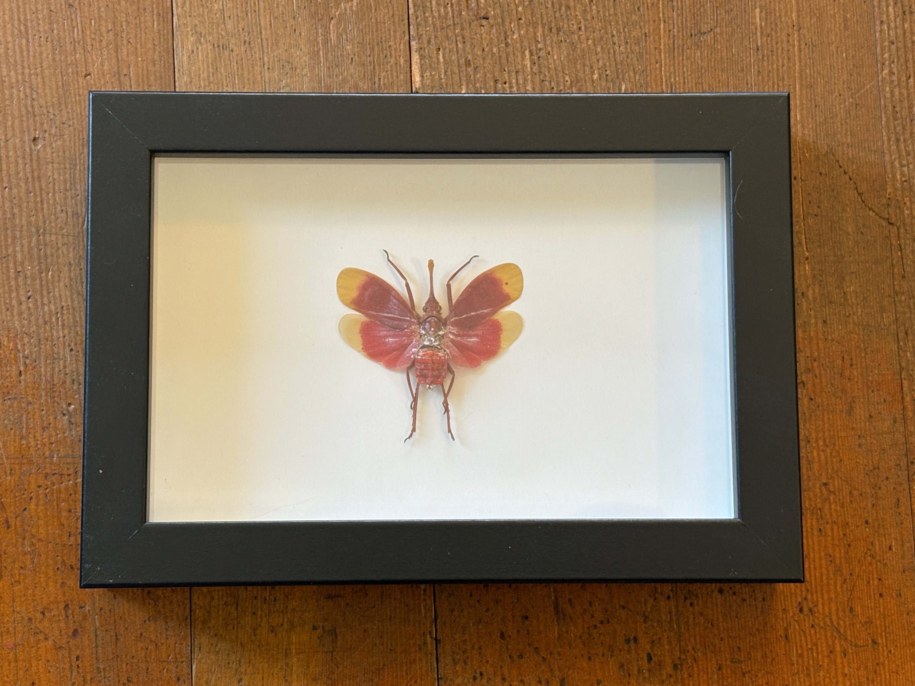 Dead Petal Studio ~ Blood Red Lanternfly Framed Specimen