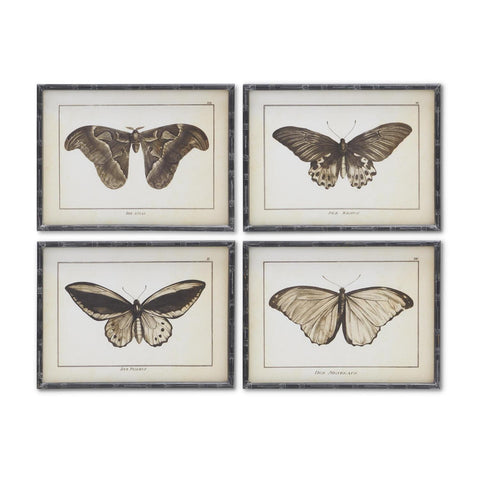 Moth Prints w/ Black Wood Frames