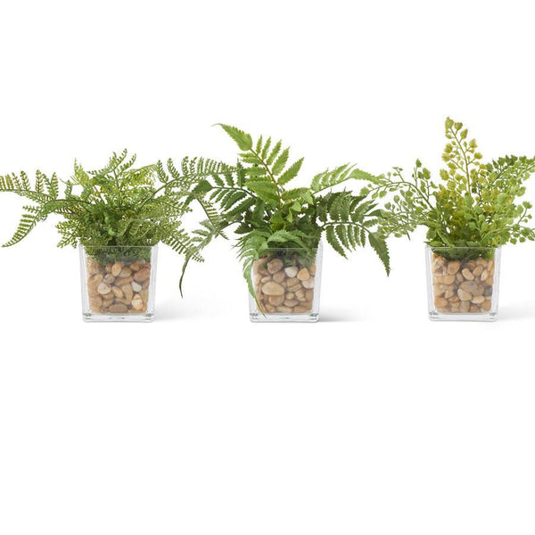 Ferns In Square Glass Vase w/Pebbles